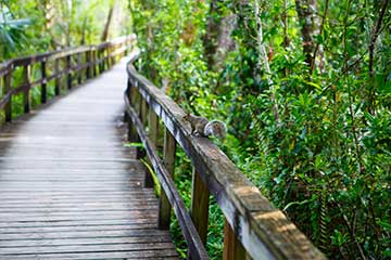 Florida features a unique ecosystem with its Everglades.