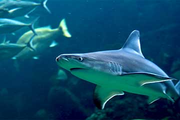 The Florida Aquarium in Central Florida